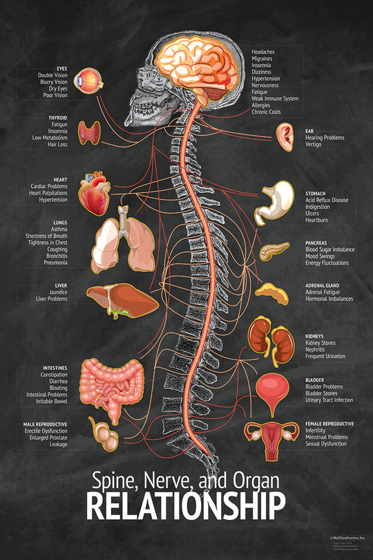 Chiropractic Spinal "Relationship" Nerve and Symptom Chart