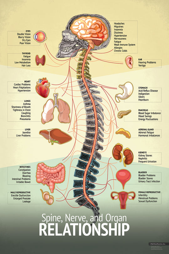 Chiropractic Spinal "Relationship" Nerve and Symptom Chart