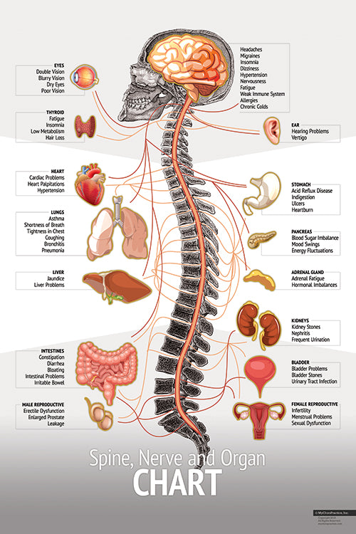 "Original" Spine Chart