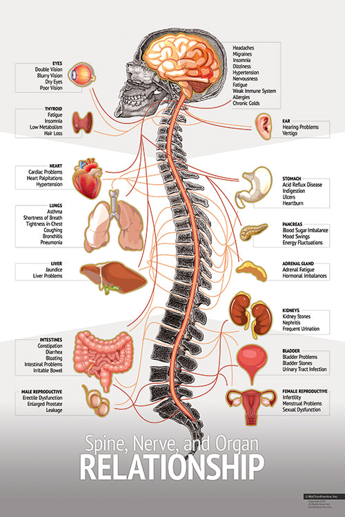 "Relationship" Spine Chart